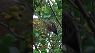 Plain Chachalaca Feeding nature naturelovers birds birdwatching birdslover birding [upl. by Bodrogi367]