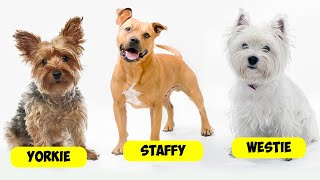 TERRIER TYPES  36 TYPES OF TERRIERS [upl. by Nunci]