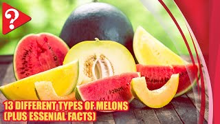 13 Different Types of Melons [upl. by Acimot484]