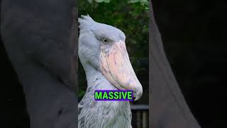 The Shoebill Stork Natures Dinosaur Bird [upl. by Greggory214]