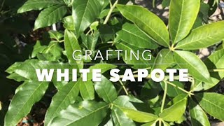 How to Graft White Sapote Fruit Trees  Grafting for Beginners [upl. by Zetrok]