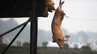 Training für Schweine Fit durch Turmspringen  DER SPIEGEL [upl. by Ecylahs]