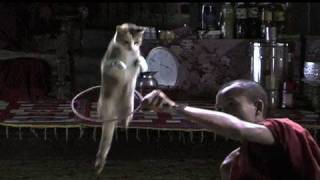 Jumping Cat Monastery in Myanmar Burma [upl. by Anthea]