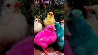 Cutest birds You ever seen  Cutest Rainbow Chicks  Colorful Chicken Breeds birds wildlife [upl. by Luis]