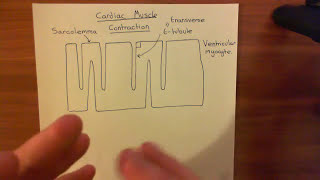 Cardiac Muscle Contraction Part 1 [upl. by Cyrilla]