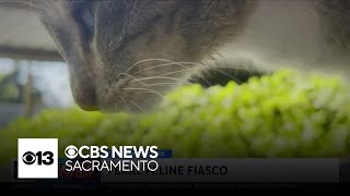 Modesto city leaders meet with residents to discuss feral cats [upl. by Sabra]