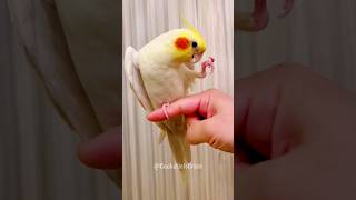 Adorable Cockatiels Cute Singing and Dancing Moments 😍 🎶 🦜 cockatielscraze [upl. by Primrose61]