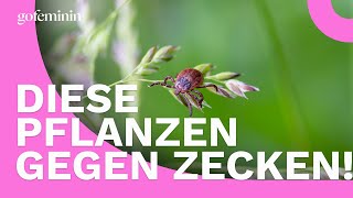 Zecken im Garten Diese Pflanzen vertreiben die Blutsauger [upl. by Amii]