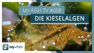 Kieselalgen im Aquarium  Tipps zur Bekämpfung von Braunalgen  myfish TV [upl. by Gilman]