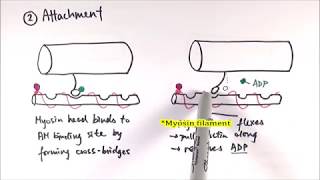 A2 Biology  Mechanism of sliding filament model OCR A Chapter 1310 [upl. by Aratahs124]