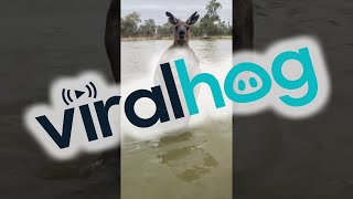 Man Rescues Dog From Being Drowned by Kangaroo  ViralHog [upl. by Nnylsor988]