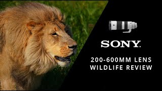 Sony 200600mm Lens Review  Sony FE 200600mm F5663 G OSS  Orms Gear Review [upl. by Linders268]