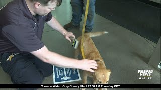 City of Wichita considering making microchipping your dog and cat mandatory [upl. by Karyl]