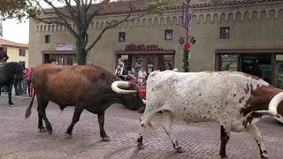 Fort Worth Texas Cattle Drive [upl. by Yot871]