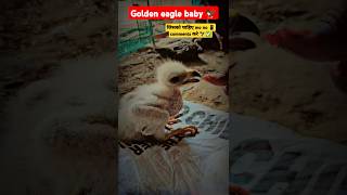 Golden eagle chick 🦅foryou eagle shortvideo goldeneagle wildlife [upl. by Atwater216]