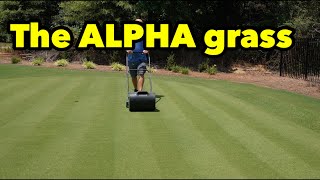 Bermudagrass Basics Beginner Lawn Care [upl. by Ayinat]