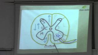 1CNS Dr Eman Sadeq 3112015 CNS from beginning to the medial lemniscus [upl. by Htezil683]