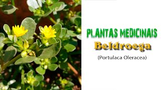 22  Plantas Medicinais  BELDROEGA Portulaca oleracea 11 Horas [upl. by Azeel949]