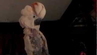 SCREAMING PARROT MAKES SCARY SOUNDS [upl. by Amber]