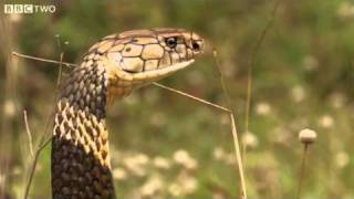 How Dangerous Is The King Cobra  Natural World One Million Snake Bites Preview  BBC Two [upl. by Otrebilif505]