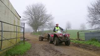 Transporting calves from paddock to shed [upl. by Nahrut]