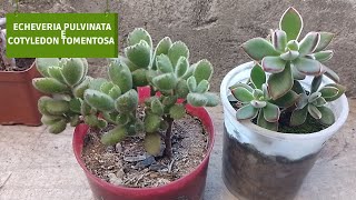 Echeveria Pulvinata e Cotyledon Tomentosa Patinha de Urso [upl. by Bellew517]