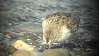 Semipalmated Sandpiper [upl. by Edmon]