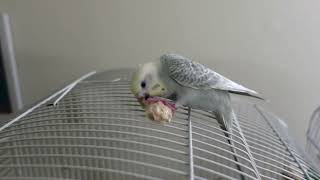 Cute Budgie Attacks Balsa Chip on the Roof [upl. by Oilejor816]