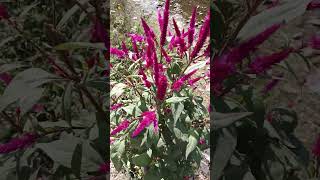 Celosia argentea Plumed cockscomb  plantplants feathers herbe music [upl. by Asirem]