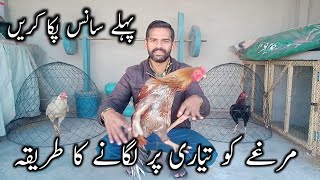 Aseel murgy ko tyaari pr kesy lagayen  Aseel murgy ka saans pakka karen  Ihsan Gujjar Vlogs [upl. by Cyril]