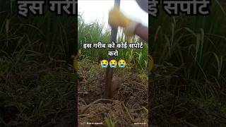 youtuber banne ka sapna 😭😭 agriculture viralvideo farmingandigrowit farming ‎Pkfarmingtips [upl. by Harri]