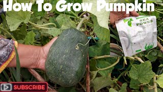 How To Grow Pumpkin🎃 Cucurbita Pepo From Seed To Harvest Complete Guidance [upl. by Salot622]