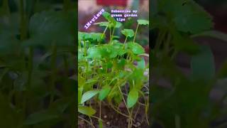 💯😊Do you know this method of planting coriander dhaniya coriander seeds youtubeshorts🌱🌱🌱 [upl. by Nataline]