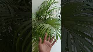 Areca palm ke benefits gardenning garden garderningtips plants palmeiras shortvideo [upl. by Tamer482]