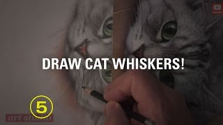 How to Draw Cat Whiskers [upl. by Notliw]