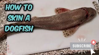 How to Prepare and Skin a Dogfish [upl. by Ecirad]