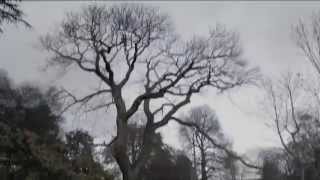 Castanea sativa sweet chestnut timelapse short [upl. by Nylarac]