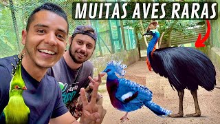 Visitando a criação do Beto Polezel  Casuar  Turacos  Grou coroado  Aves Recriar [upl. by Yerggoeg]