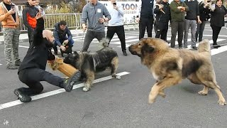 CIOBANESTI CAUCAZIENI URIASI ATACA PERICULOSLA BRANCEI MAI TARI CAINI CIOBANESTI IN EXPOZITIA UCHR [upl. by Nylavad]