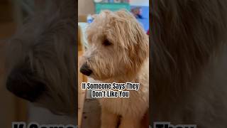 Tell Them It’s Ok goldendoodle dog pets [upl. by Elvah]