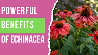 Echinacea Benefits You Need to Know Natural Immunity amp Wellness Boost [upl. by Stefa]