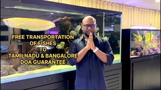 PLANTED FISHES FOR SALE  CHENNAI AQUARIUM PVT LTD [upl. by Ardek]