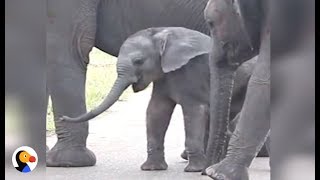 Baby Elephant Discovers His Trunk  The Dodo [upl. by Aiyotal91]