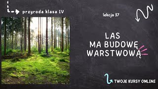 Przyroda klasa 4 Lekcja 37  Las ma budowę warstwową [upl. by Tj]