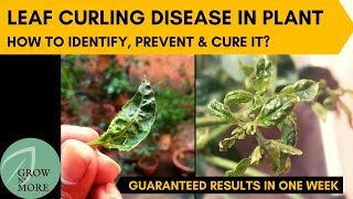 Leaf Curling Disease in Chili Pepper Capsicum amp Tomato Plants  How to Identify Prevent amp Cure it [upl. by Eicaj]