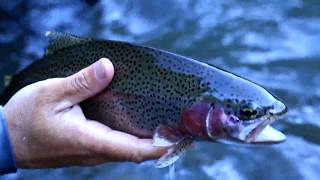 McCloud River Fly Fishing Guide  AC Fly Fishing [upl. by Cotter]