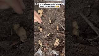 How to grow ginger at homeEasyampfast way to grow ginger🌱🌱❤️gingerplantsshortsyoutubeshorts [upl. by Haig193]