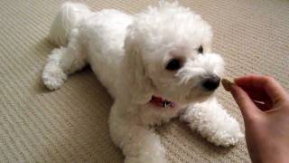 Bichon Short Training Session Monchi [upl. by Celisse]