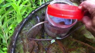 Catching wild betta  caught a pair  pt 02 [upl. by Ahsyekat]