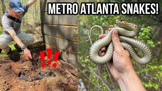 Snake Hunting in Metro Atlanta Finding Copperheads Kingsnakes and More Under Tin [upl. by Ellebanna]